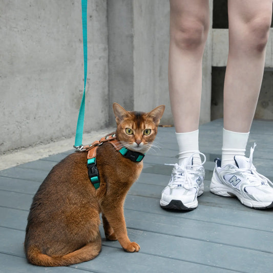 Adjustable Cat Harness & Leash Kit