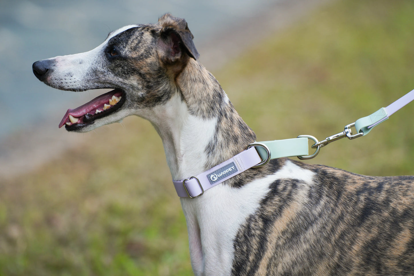 Contrasting Colors Waterproof Dog Collar